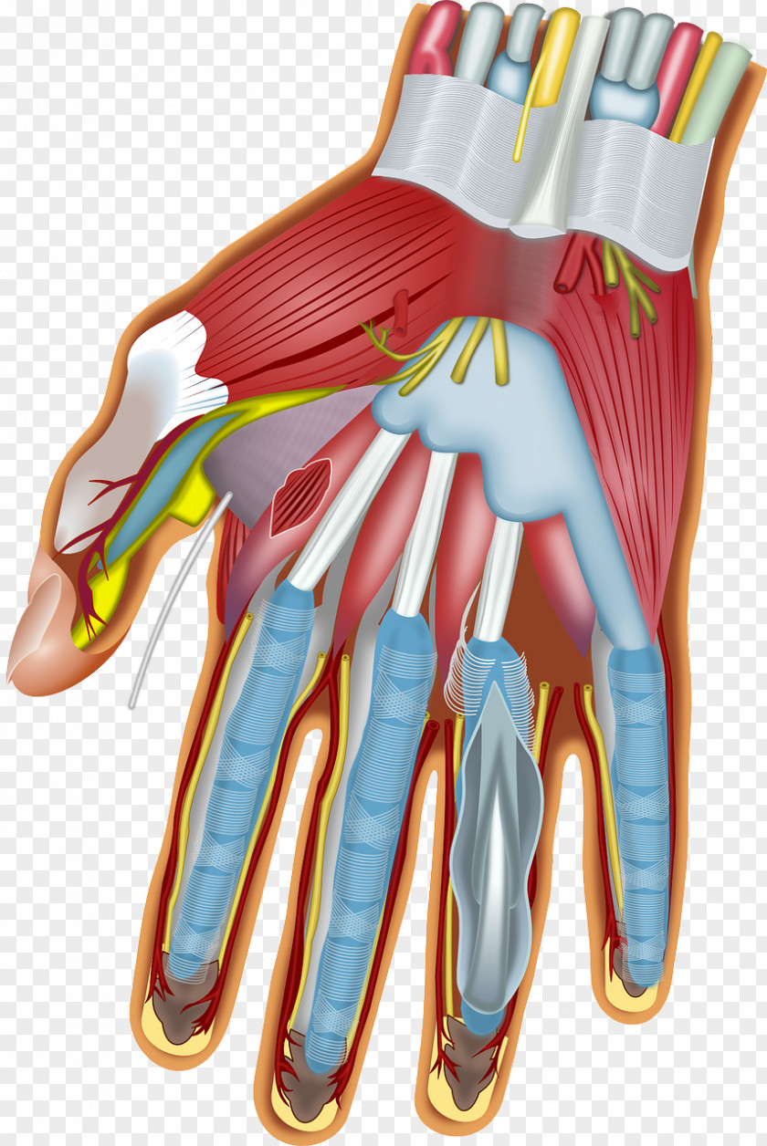 Muscles Of The Hand Wrist Anatomy Carpal Bones PNG
