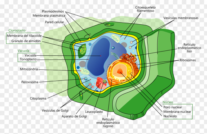 Plant Cell Nucleus Biology PNG