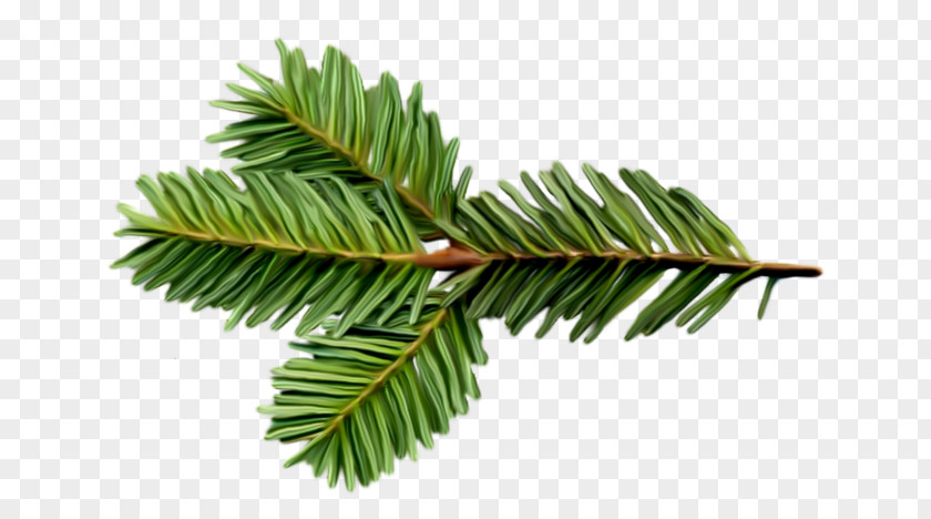 Tree Spruce Balsam Fir Twig Pine PNG