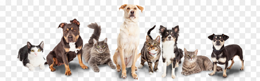 Dog Kitten Cat Veterinarian Pet PNG