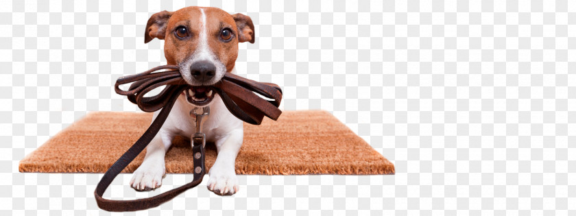 Dog Walking Pet Training Obedience PNG