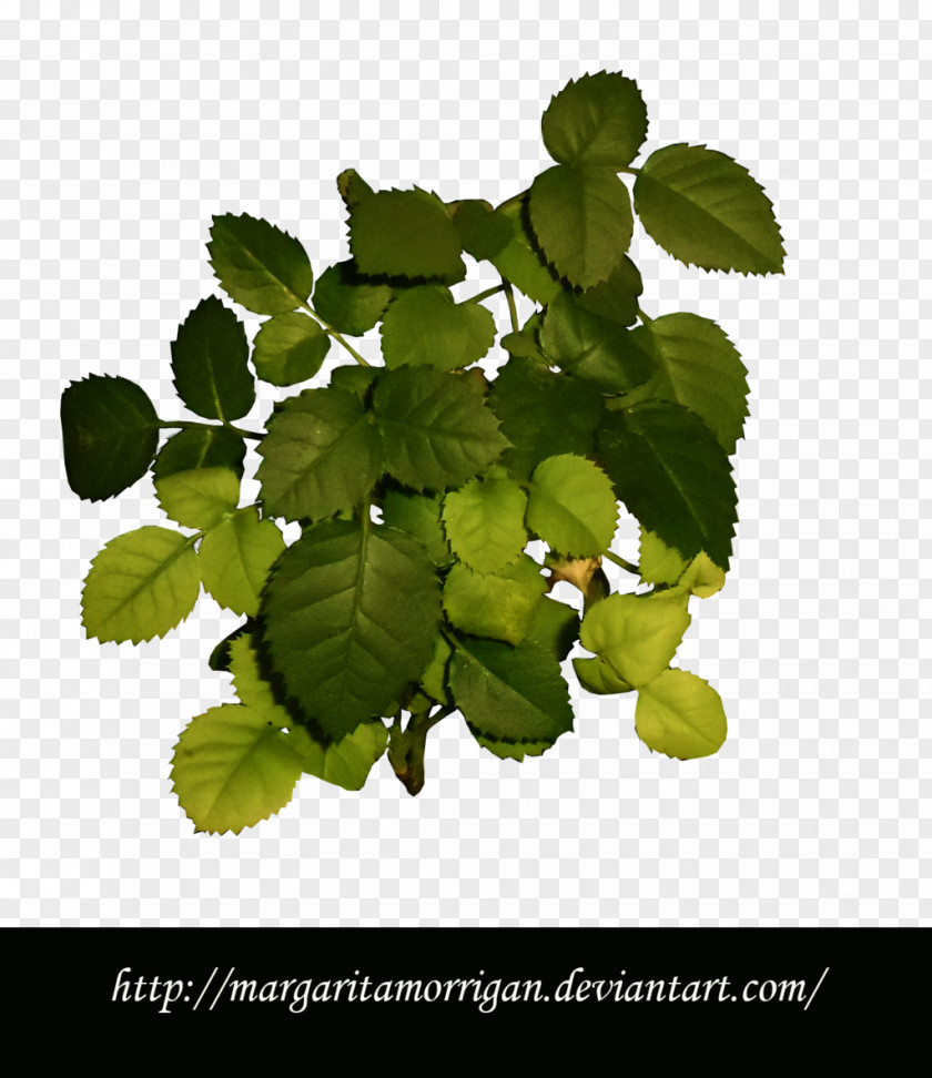 Margarita Herb Leaf Branching PNG