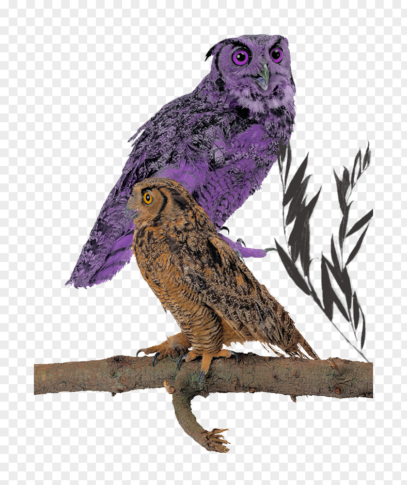 Owl Sitting On A Branch Great Grey Wall Decal Beak Feather PNG