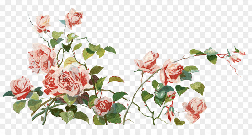 Plants Rose Garden Roses Clip Art PNG