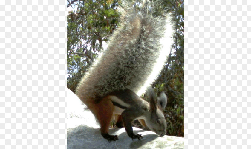 Squirrel Fox Tufted Ground Sciurini Oriental Giant PNG