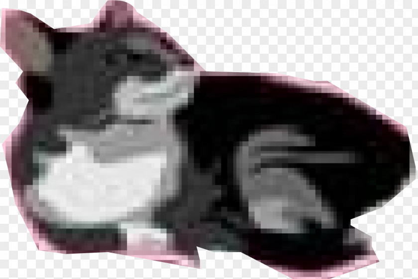 Black Cat Attack Whiskers Snout PNG