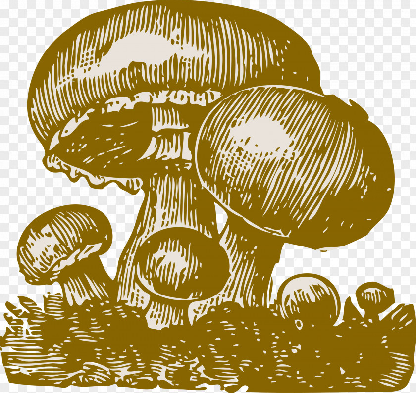 Fungi Common Mushroom Fungus Clip Art PNG