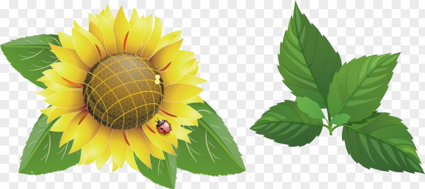 Hand-painted Sunflower Common Download PNG