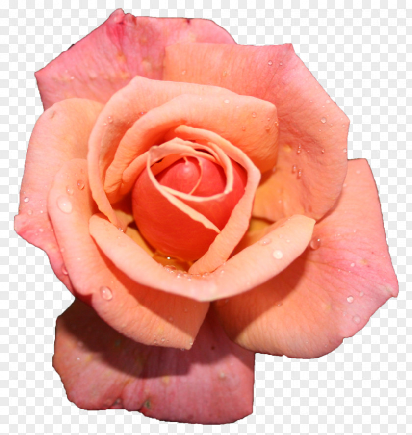 Pink Rose Garden Roses Stock Photography Royalty-free PNG