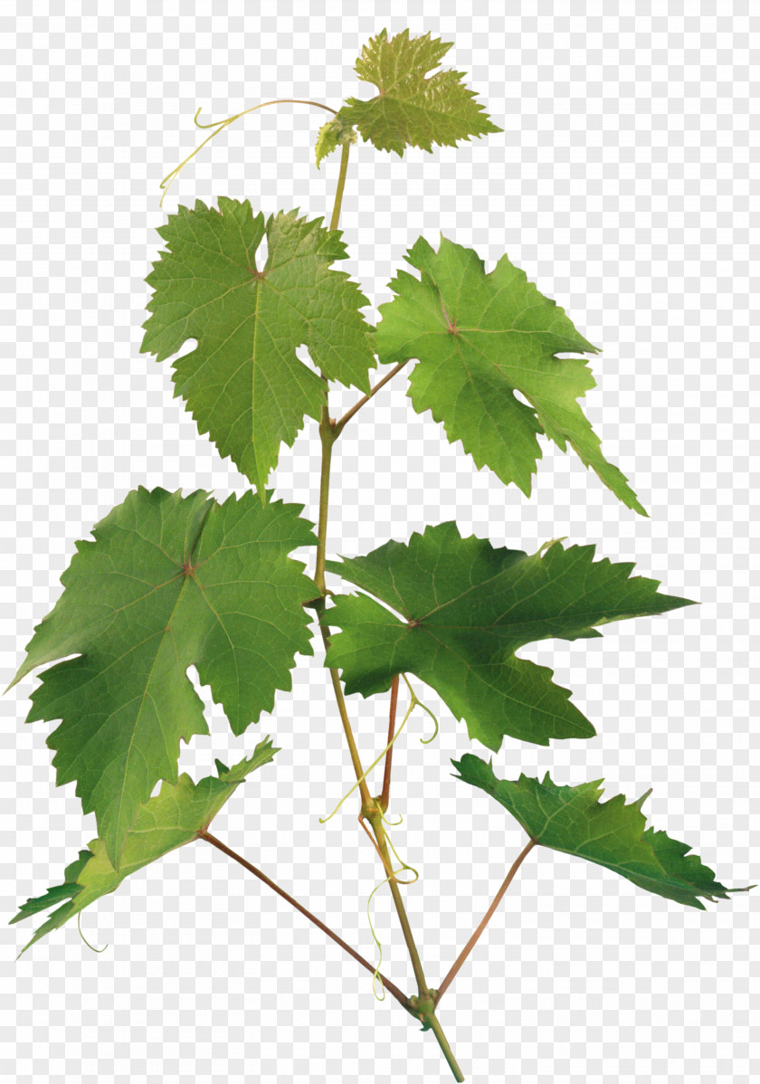 Real Leaves Leaf Branch Plant Stem RAR PNG