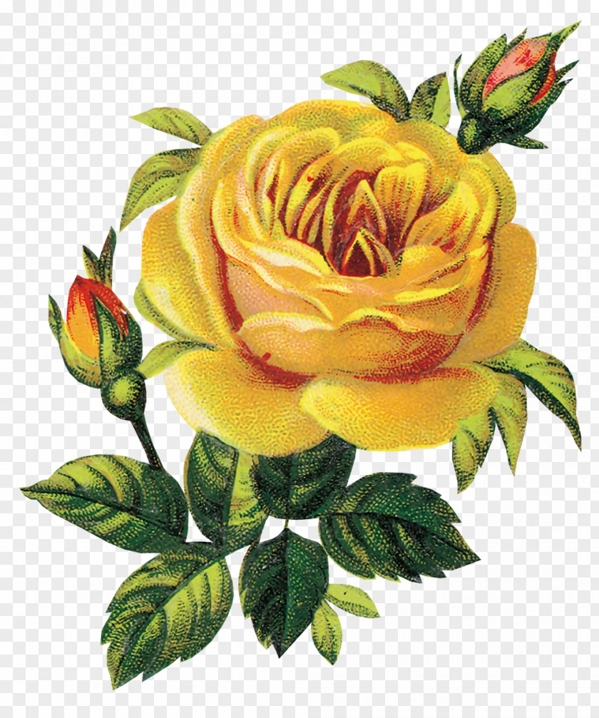 Yellow Rose Flower PNG