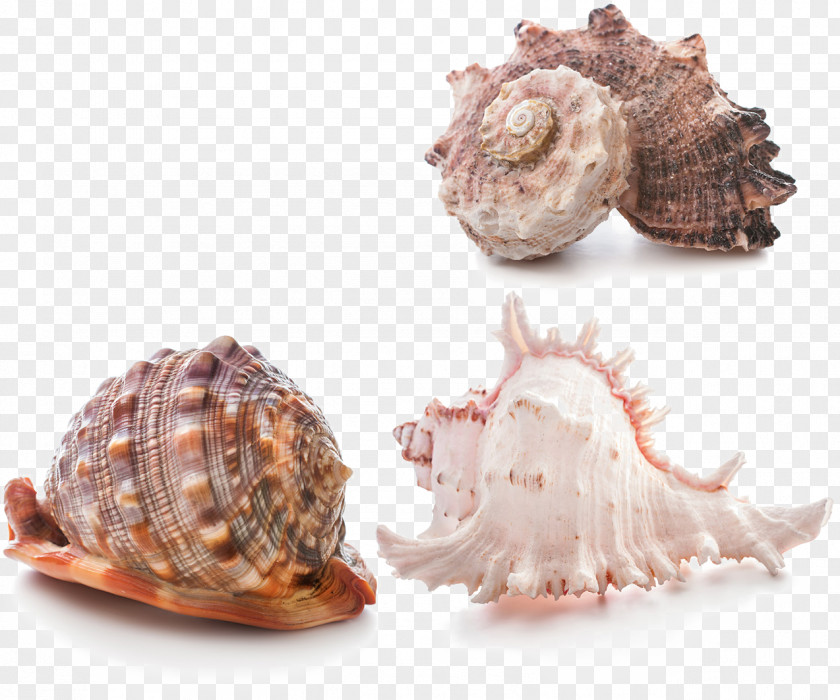 Conch Creative Seashell Stock Photography Stock.xchng PNG