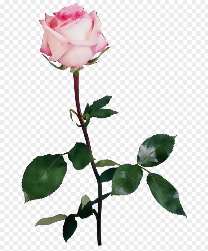 Hybrid Tea Rose Family Garden Roses PNG