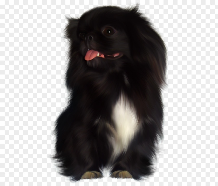 Puppy Dog Breed Japanese Chin Chinese Imperial Tibetan Spaniel PNG