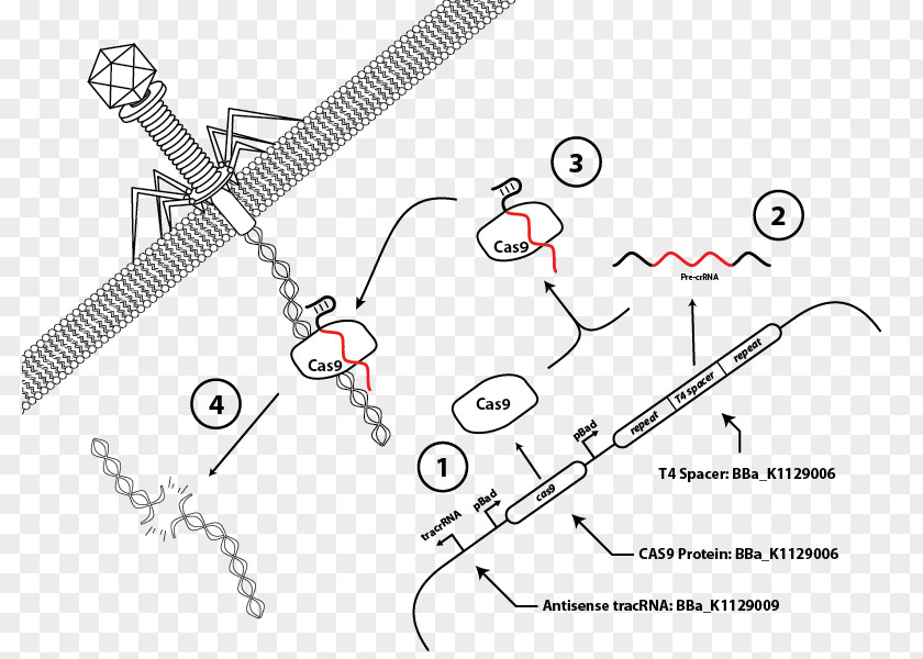 Technology CRISPR Palindromic Sequence Cas9 Bacteria Immune System PNG