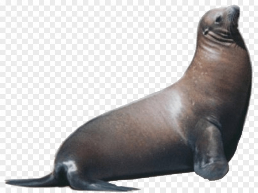 Walrus Sea Lion Pinniped Free Marine Mammal Clip Art PNG