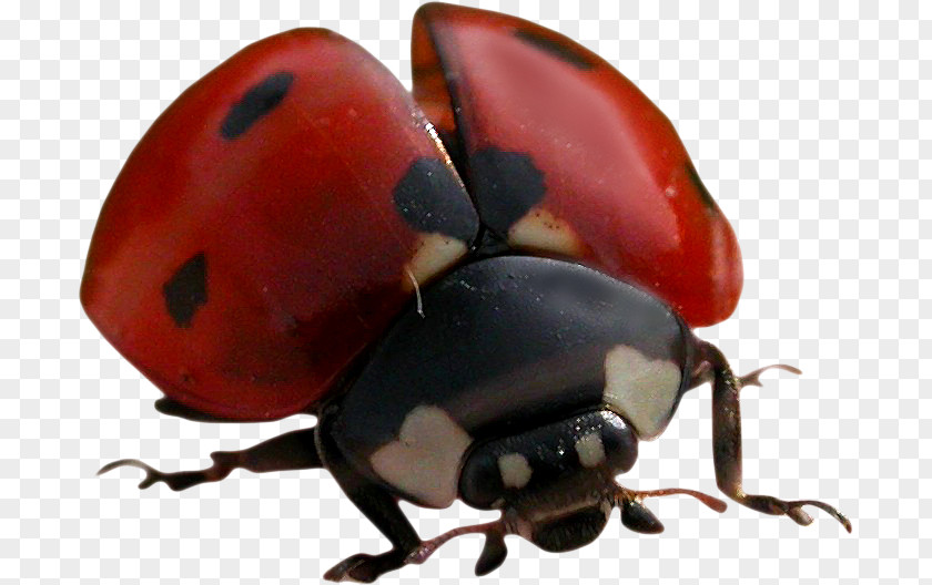 Beetle Ladybird Rhinoceros Beetles Seven-spot PNG