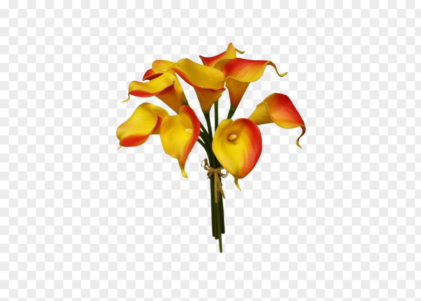 Callalily Arum-lily Cut Flowers Floral Design Plant PNG