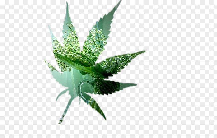 Cannabis Leaf PNG