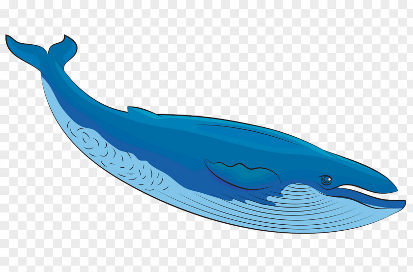 Humpback Whale Fin Cetacea Blue Dolphin Animal Figure PNG