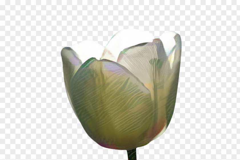 Arum Family Water Lily Flower Cartoon PNG
