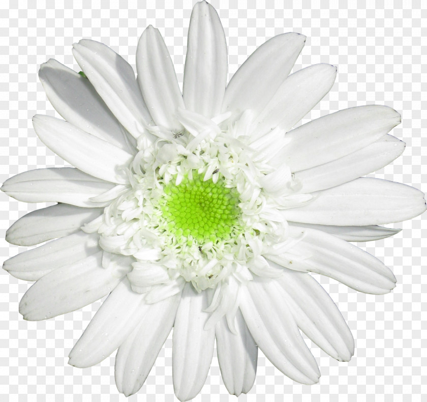 Camomile Oxeye Daisy Family German Chamomile Cut Flowers PNG