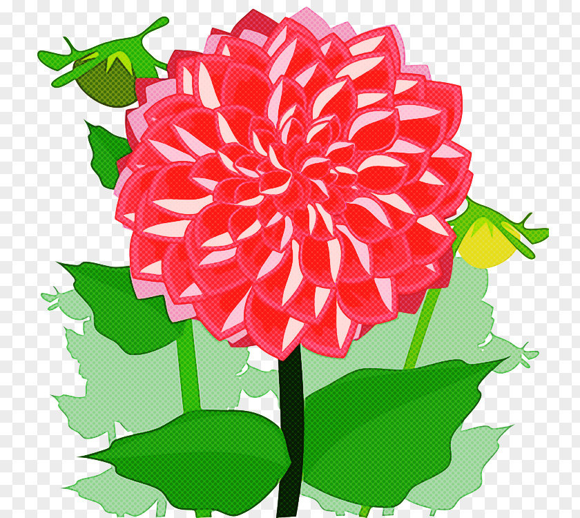 Cut Flowers Carnation Flower Plant Dahlia Pink Petal PNG