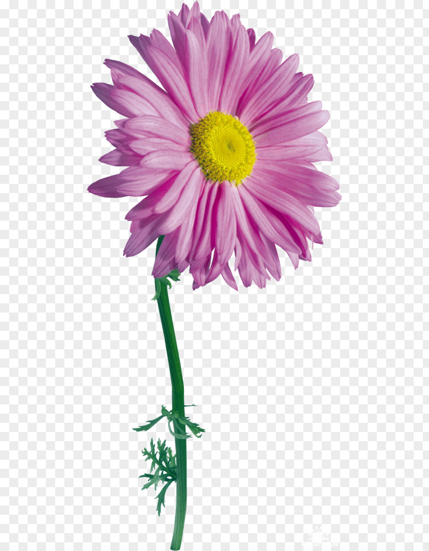 Flower Drawing Photography Clip Art PNG