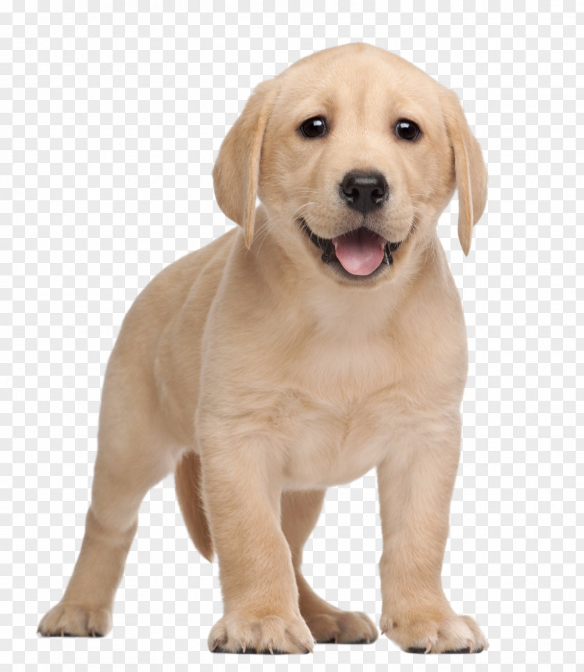Puppy Labrador Retriever Yorkshire Terrier Clip Art PNG