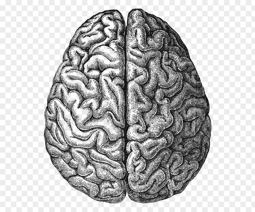 The Human Brain Drawing PNG