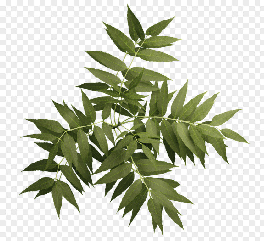 Tree Askur Ulmus Minor Twig Plant PNG