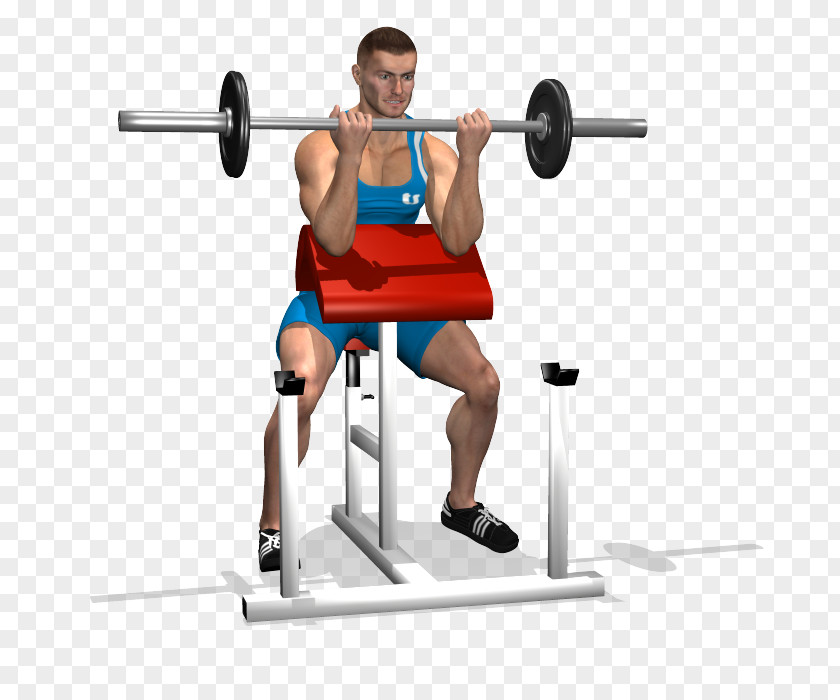 Barbell Bench Shoulder Biceps Panca Scott PNG