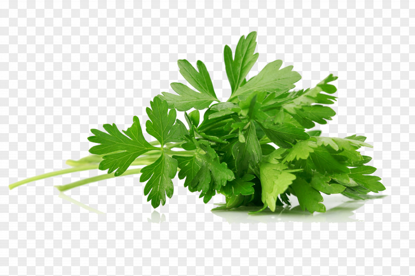 Green Herbs Parsley Celery Coriander Vegetarian Cuisine Herb PNG