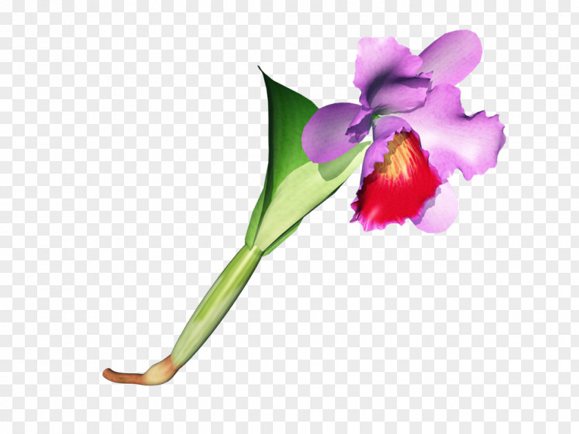 Lapin Cretin Moth Orchids Cattleya Cut Flowers Plant Stem Bud PNG