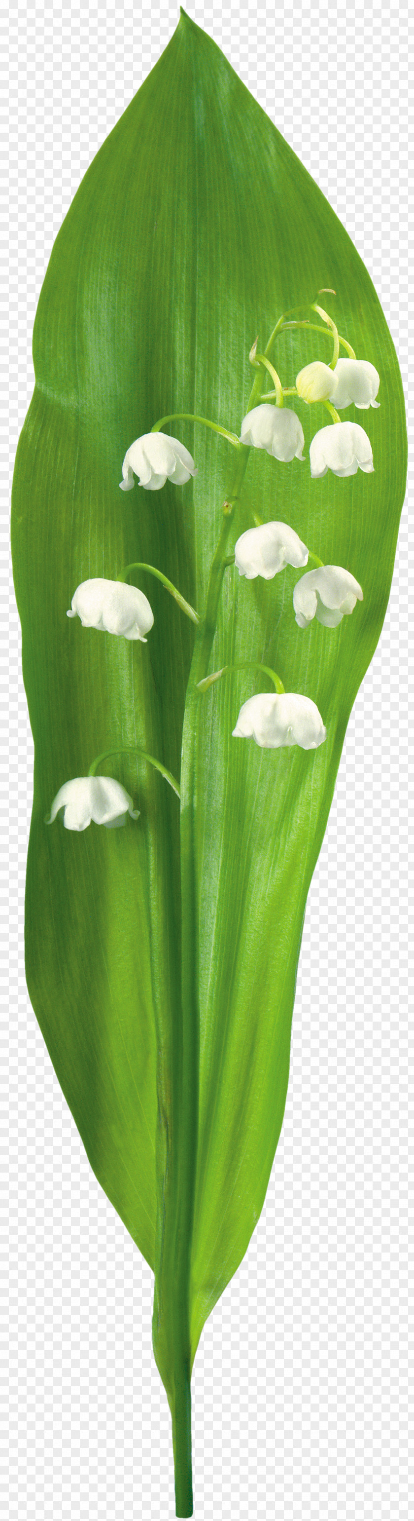 Lily Of The Valley Flower Plant Leaf Clip Art PNG
