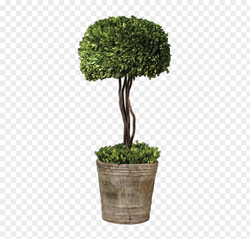 Plant Box Tree Topiary Hedge Evergreen PNG