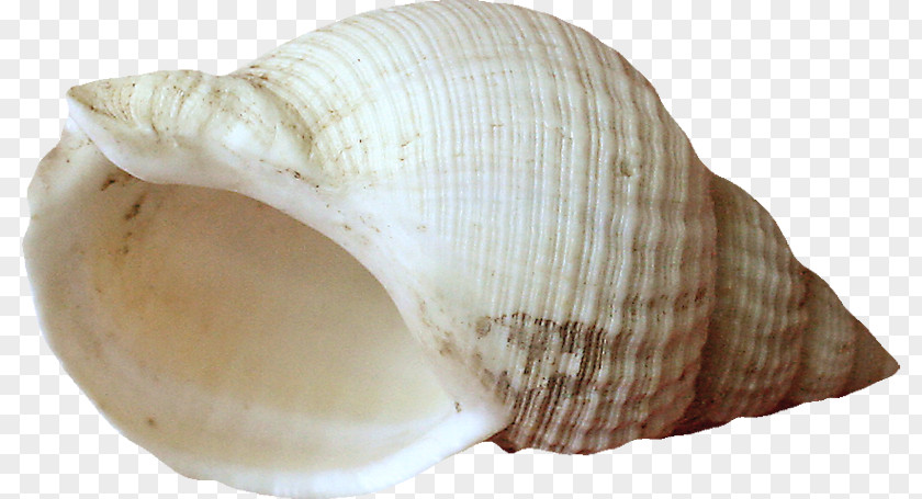 Seashell Cockle Mussel Clam PNG