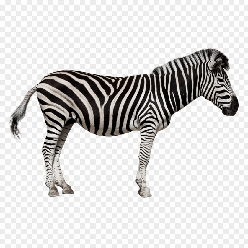 Zebra Horse Burchell's Chapman's Quagga PNG