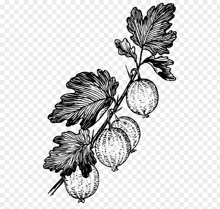 Amla Gooseberry Marmalade Fruit Clip Art PNG