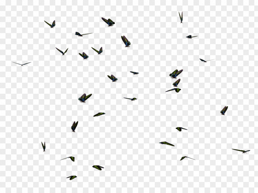 Black And White Animal Migration Flock PNG