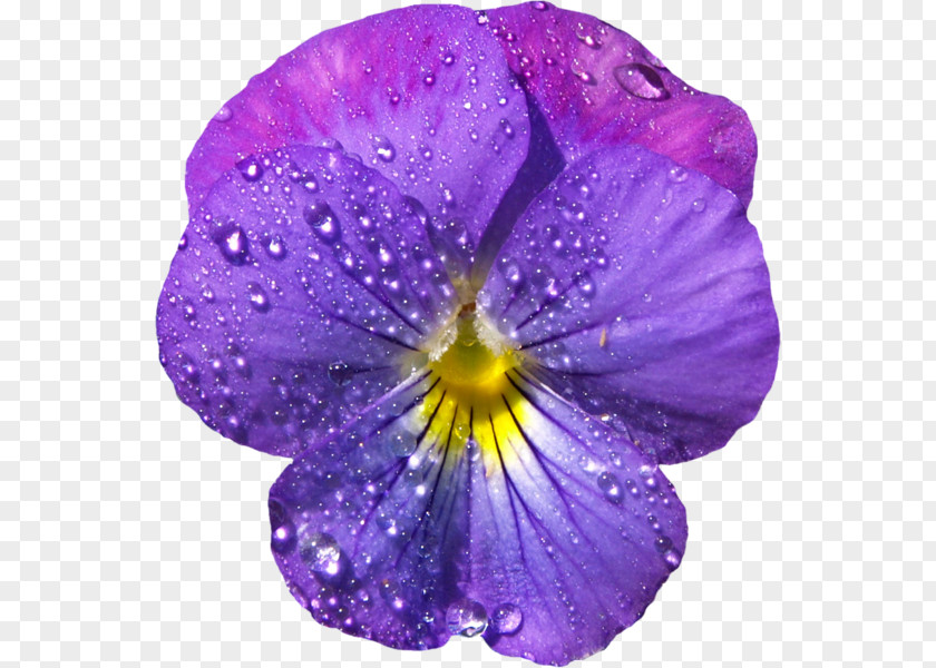Dew Violet Flower Pansy Purple Clip Art PNG