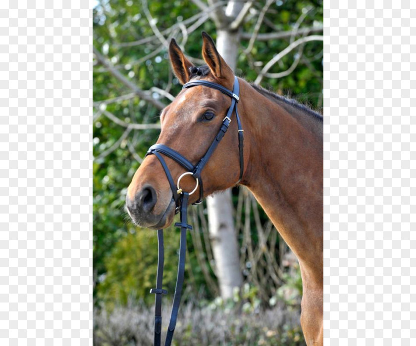 Horse Tack Bridle Rein Equestrian PNG