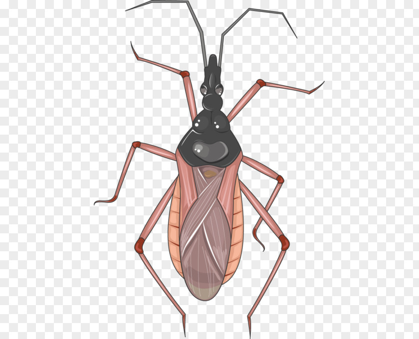 Insect Servier Medical Infectious Disease Hepatitis PNG