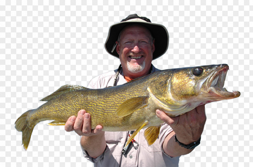 Shoal Of Fish Northern Pike Cod 09777 Fishing Perch PNG