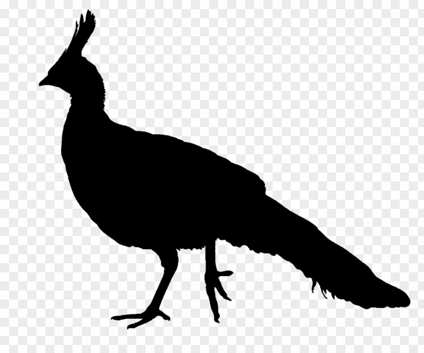 Silhouette Peafowl Bird Clip Art PNG