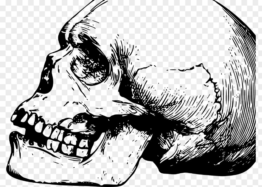 Skull Fracture Drawing Bone Skeleton PNG