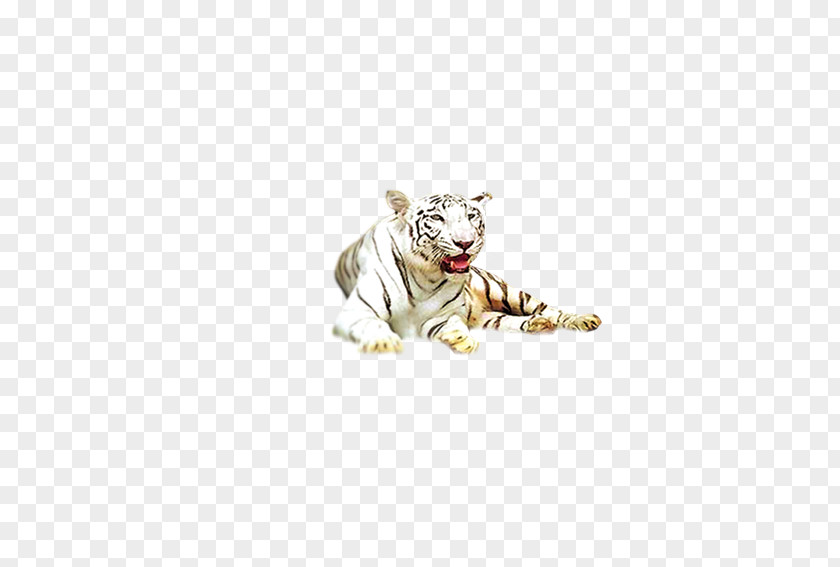 Tiger White PNG