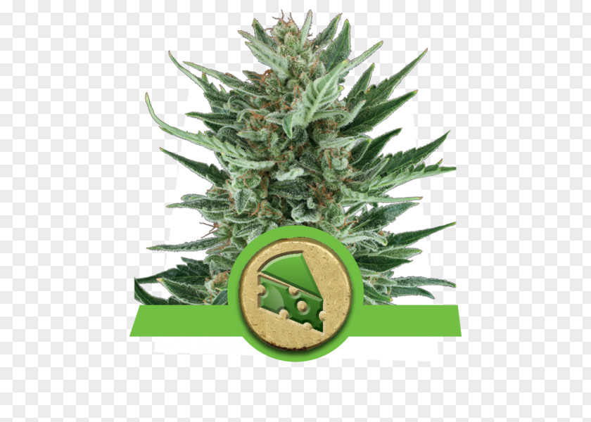 White Widow Cannabis Autoflowering Cheese Seed McDonald's Quarter Pounder Ruderalis PNG