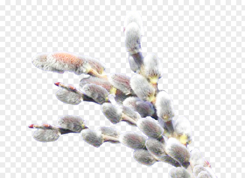 Willow Catkin Holiday Clip Art PNG