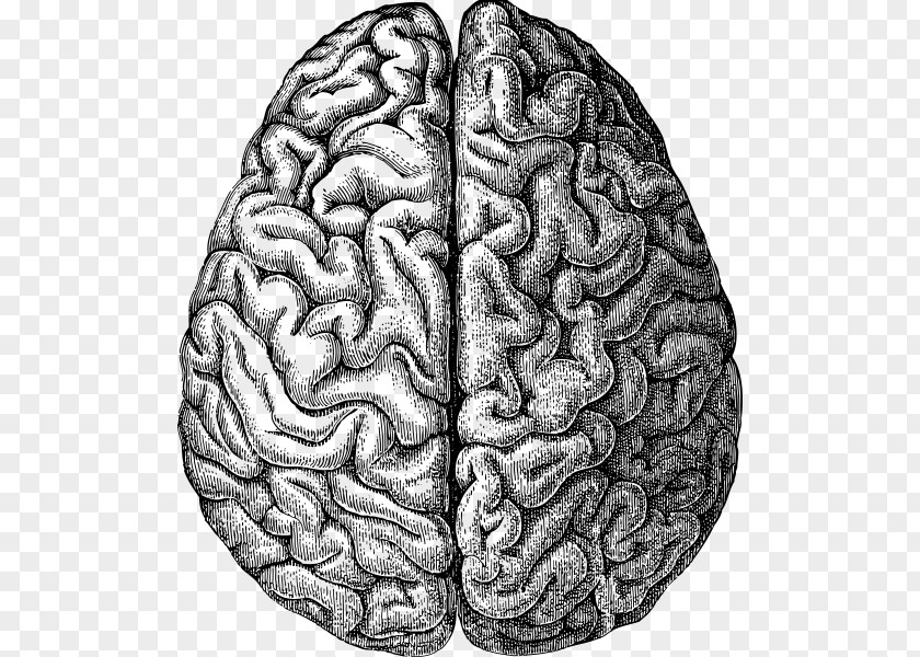 Brain Human Drawing PNG